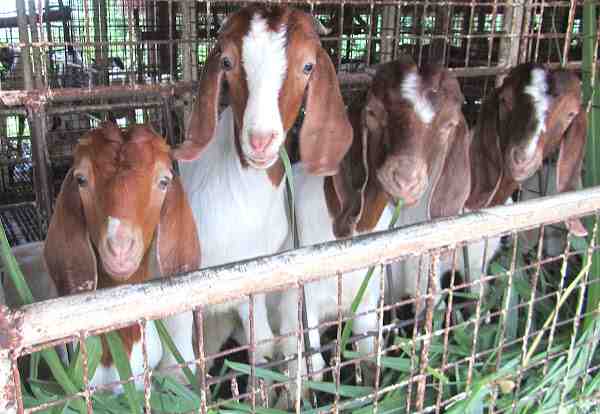 Sistema de alimentação de tenda: Guia para alimentação de cabras no Stall Fed System