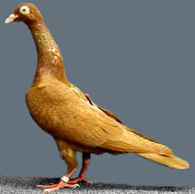 Stargard Shaker Pigeon: características, usos e informações sobre a raça