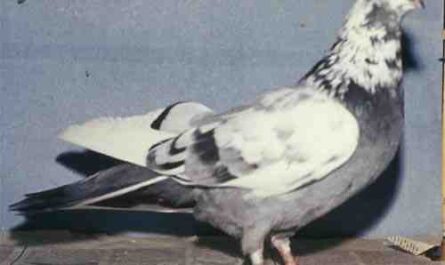 Sverdlovsk Blue-Grey Mottle-Headed Pigeon: Usos & Breed Information