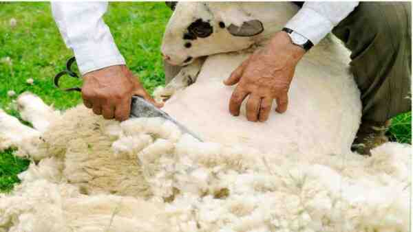 Tosquia de ovelhas: como tosar ovelhas (guia do iniciante)
