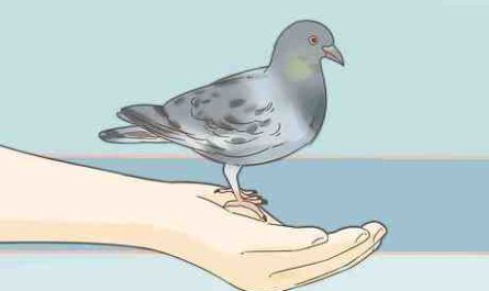 Treinando um pombo-correio: como treinar pombos-correio