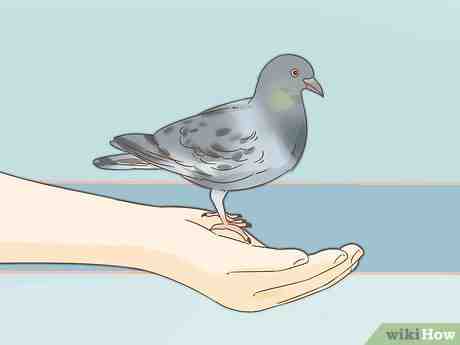 Treinando um pombo-correio: como treinar pombos-correio