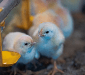 Vacinas de aves: diferentes tipos de vacinas para aves
