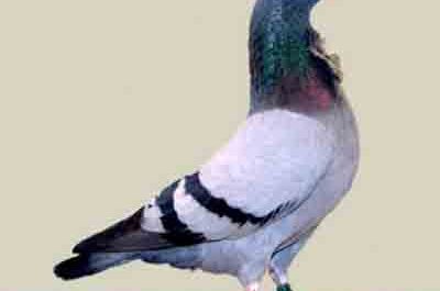 Valencian Figurita Pigeon: Características e Informação da Raça