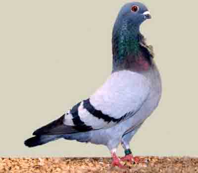 Valencian Figurita Pigeon: Características e Informação da Raça
