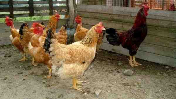 Você deve criar galinhas: prós e contras de criar galinhas