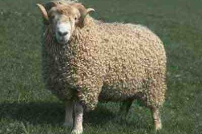 Whiteface Dartmoor Sheep: características e informações sobre a raça