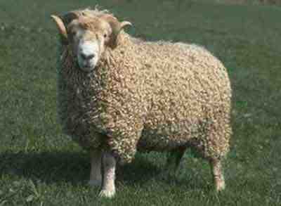 Whiteface Dartmoor Sheep: características e informações sobre a raça