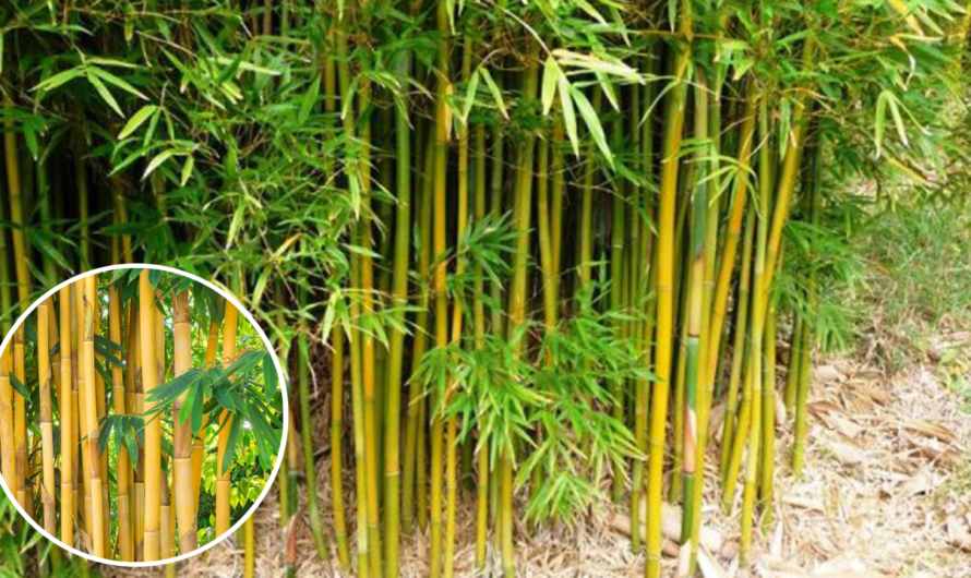 Exemplu de plan de afaceri pentru cultivarea bambusului