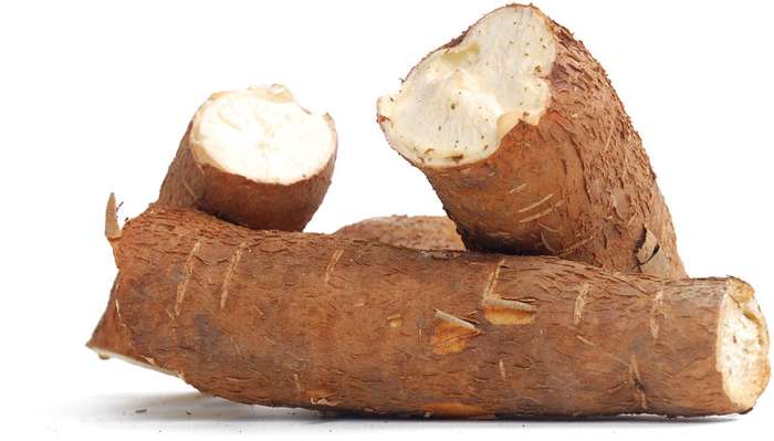 Exemplu de plan de afaceri pentru cultivarea maniocului