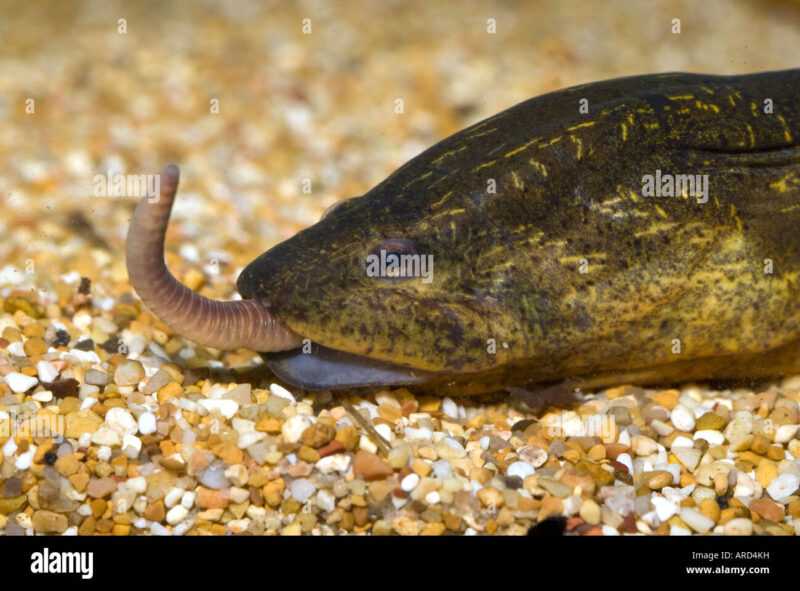 Eel swamp eel: sifa, kulisha, matumizi na kuzaliana