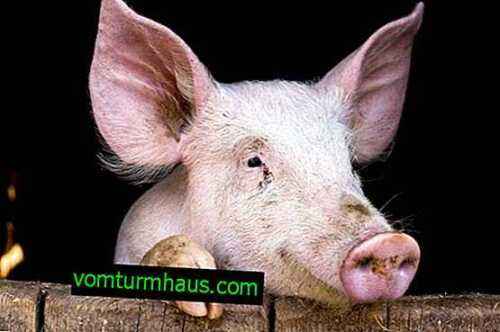 Nijerya’da domuz çiftçiliğine nasıl başlanır