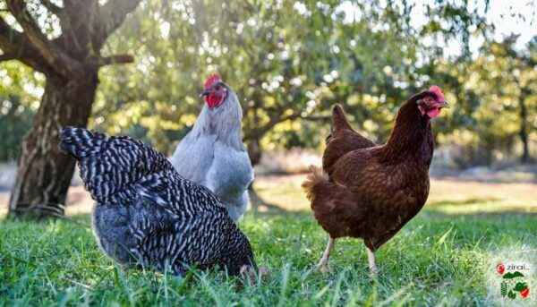 Akdeniz Kümes Hayvanları: Akdeniz Bölgesinde Yetiştirilen Tavuklar