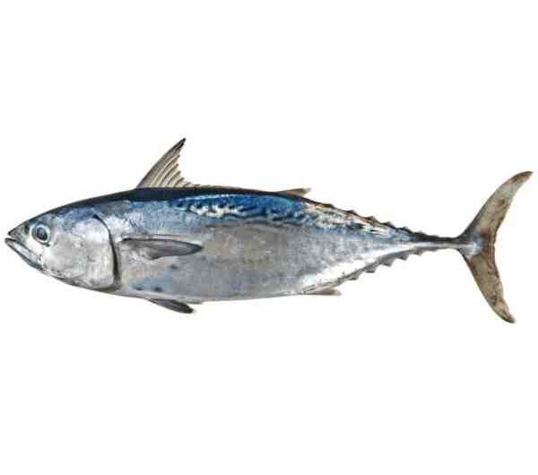 Albacore Balığı: Özellikleri, Diyeti, Yetiştirilmesi ve Kullanımları