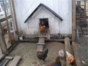 Amerikan Avı Tavuk Yetiştiriciliği: Yeni Başlayanlar İçin İş Başlangıç ​​Planı