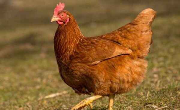 Amerikan Kümes Hayvanları Irkları: Amerika'da Yetiştirilen Tavuk Irkları