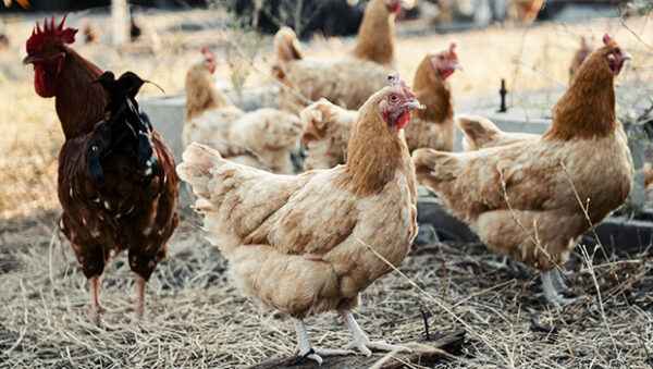 Araucana Tavuk Yetiştiriciliği: Yeni Başlayanlar İçin İş Başlangıç ​​Planı
