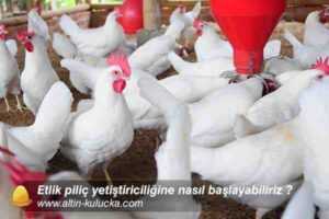 Asil Tavuk Yetiştiriciliği: Yeni Başlayanlar İçin İş Başlangıç ​​Planı