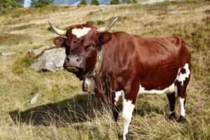 Asturya Vadisi Sığırları: Özellikleri ve Irk Bilgileri