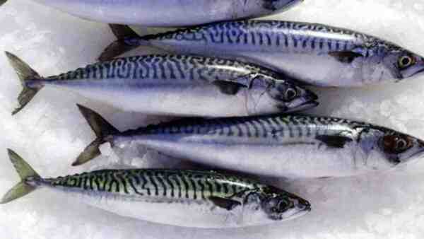 Atlantik Uskumru Balığı: Özellikleri, Diyeti, Yetiştirilmesi ve Kullanımları