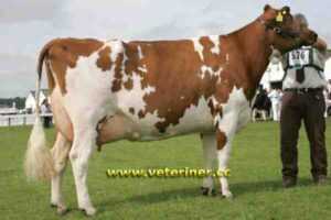 Ayrshire Sığırları: Özellikleri, Kullanımları, Menşei ve Süt Üretimi