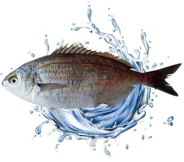Balıkların Sınıflandırılması: Balıkların Bilimsel Sınıflandırılması