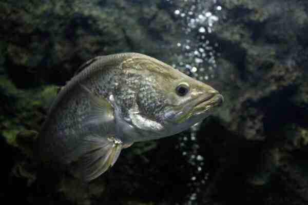 Barramundi Balığı: Özellikleri, Beslenmesi, Yetiştirilmesi ve Tam Bilgi
