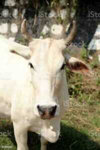 Beyaz Fulani Sığırı: Özellikleri, Kullanımları ve Tam Cins Bilgileri