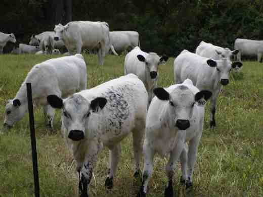 Beyaz Park Sığırları: Özellikleri, Kullanımları ve Tam Cins Bilgileri