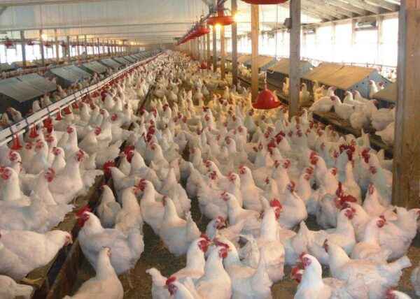 Beyaz Yüzlü Siyah İspanyol Tavuk Yetiştiriciliği: İşe Başlama Planı