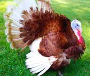 Bourbon Red Turkey Farming: Yeni Başlayanlar İçin İş Başlangıç ​​Planı