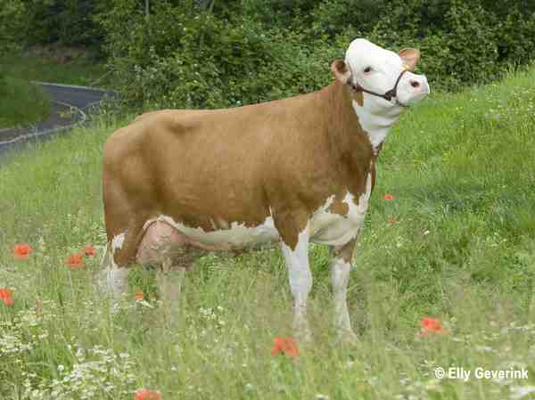 Braunvieh Sığır Yetiştiriciliği: Yeni Başlayanlar İçin İş Başlangıç ​​Planı