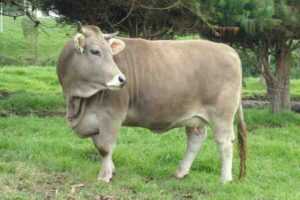 Braunvieh Sığırları: Özellikleri, Kullanımları ve Irk Bilgileri