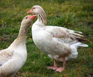 Brecon Buff Goose: Özellikleri, Menşei ve Cins Bilgileri