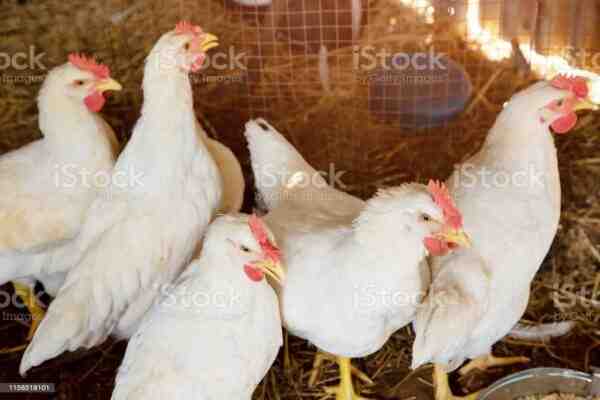 Broiler Kümes Hayvanları Barınağı: Et Tavukları İçin Barınak Nasıl İnşa Edilir