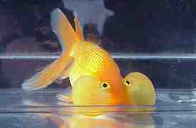 Bubble Eye Japon Balığı: Özellikleri, Diyeti, Yetiştirilmesi ve Kullanımları