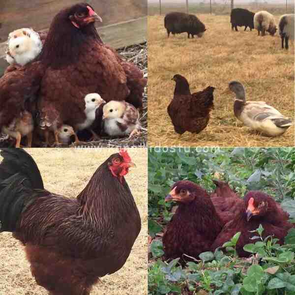 Buckeye Tavuk Yetiştiriciliği: Yeni Başlayanlar İçin İş Başlangıç ​​Planı