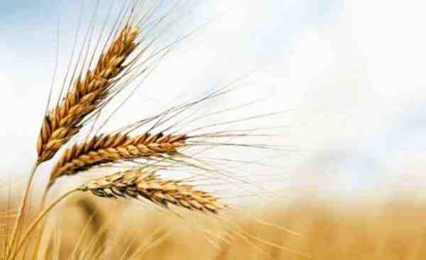 Buğday Yetiştiriciliği: Yeni Başlayanlar İçin İş Başlangıç ​​Planı