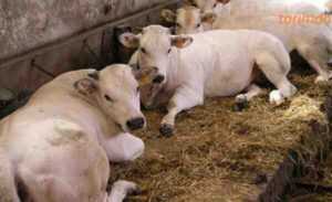 Busa Sığırları: Özellikleri, Kullanımları ve Irk Bilgileri