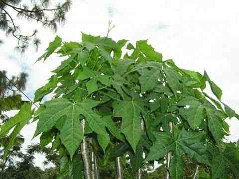 Büyüyen Chaya: Ev Bahçesinde Organik Ağaç Ispanak Yetiştiriciliği