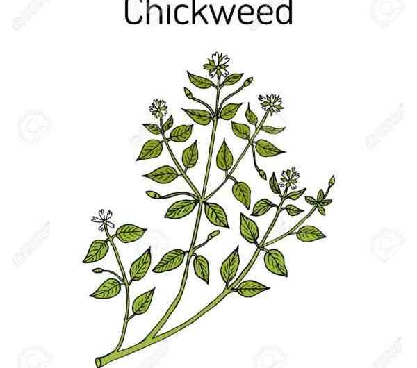 Büyüyen Chickweed: Ev Bahçesinde Organik Civciv Yetiştiriciliği