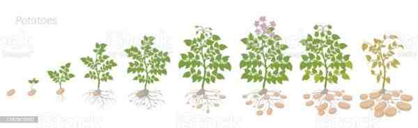 Büyüyen Patates: Ev Bahçesinde Organik Patates Yetiştiriciliği