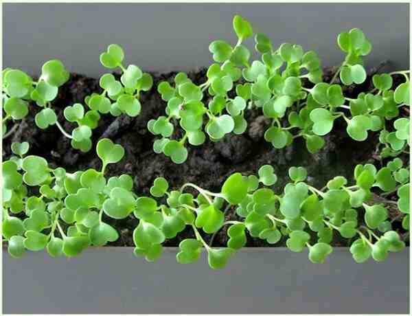 Büyüyen Roka: Ev Bahçesinde Organik Roka Yetiştiriciliği