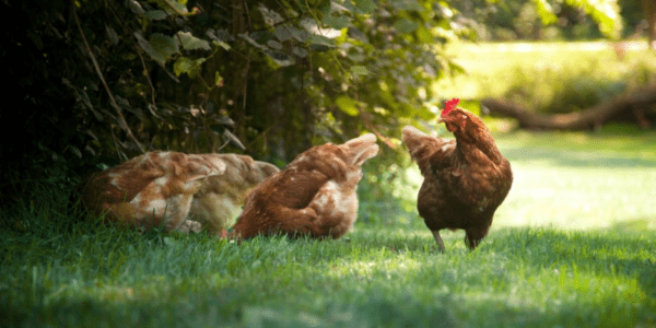 Büyüyen Tavuklar: Büyüyen Tavuklar Nedir ve Nasıl Yetiştirilir