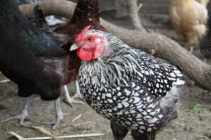 California Grey Chicken Farming: Yeni Başlayanlar İçin İş Başlangıç ​​Planı
