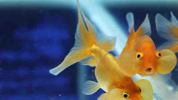 Catla Balığı: Özellikleri, Beslenmesi, Yetiştirilmesi ve Tam Bilgi
