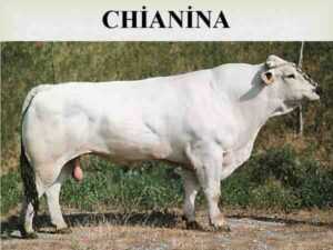Chianina Sığır Yetiştiriciliği: Yeni Başlayanlar İçin İş Başlangıç ​​Planı