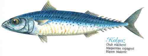 Chub Uskumru Balığı: Özellikleri, Diyeti, Yetiştirilmesi ve Kullanımları