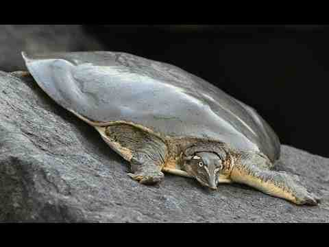 Çin Yumuşak Kabuklu Kaplumbağası: Özellikler ve Bilgiler
