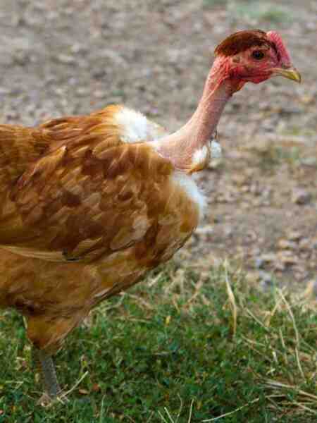 Çıplak Boyunlu Tavuk: Özellikleri, Mizaç ve Tam Cins Bilgisi